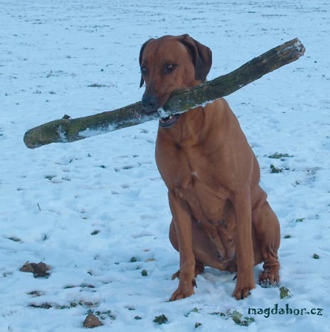 rhodesky ridgeback- tn