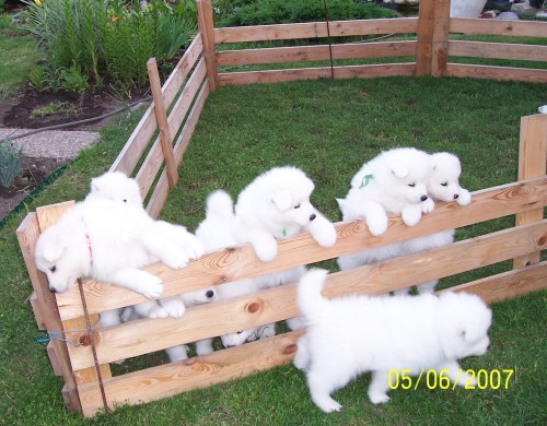 Samojed: ttka 