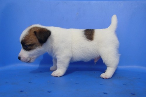 Jack russell  terier