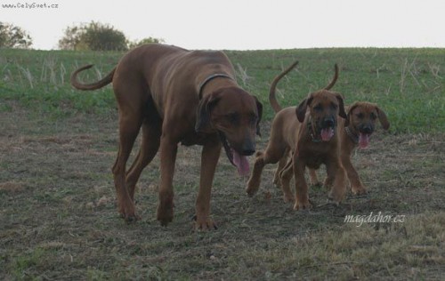 Rhodesian ridgeback