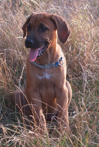 rhodesky ridgeback-stene