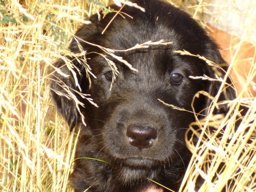 tata Flat coated retriever