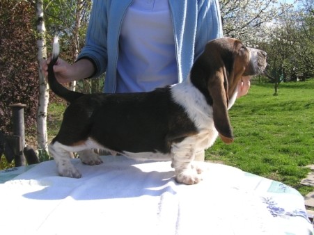 Basset Hound 7 msc