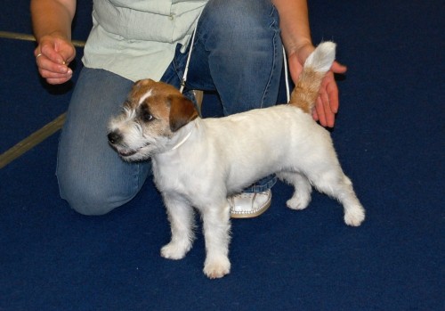 Jack Russell Terrier s PP