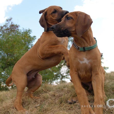 RHODSK RIDGEBACK