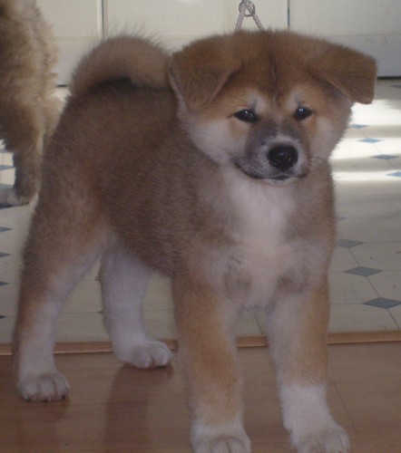 Akita inu