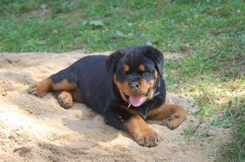 rottweiler