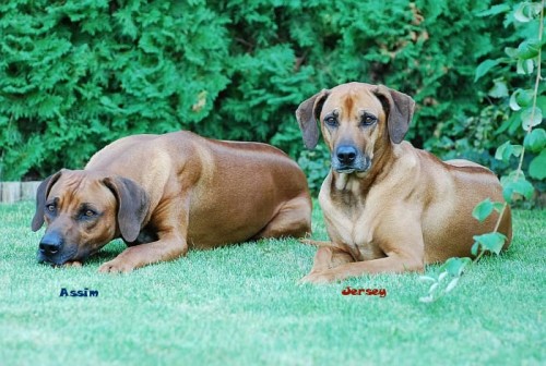 Rhodesian Ridgeback-ttka s PP