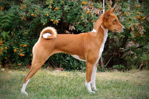 Basenji tata s PP