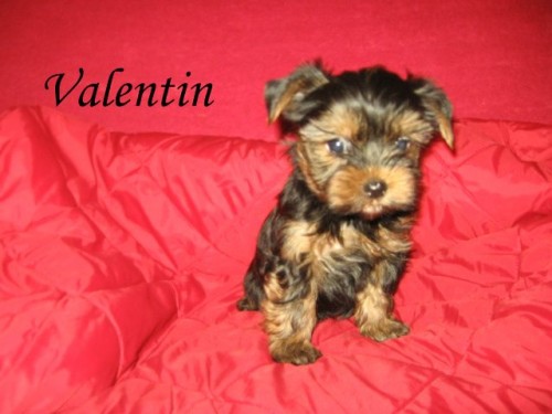 Yorkshire terrier s PP