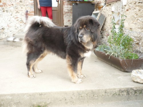 tata tibetsk dogy