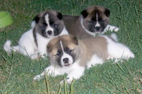 AMERICAN AKITA