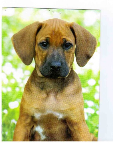 Prodm ttka RhodesianRidgeback