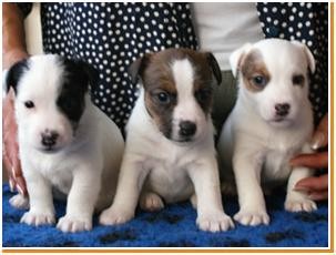 JACK RUSSELL TERIER s PP