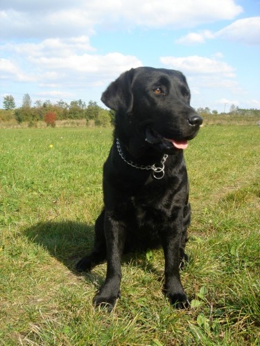 Labradorsk retriever