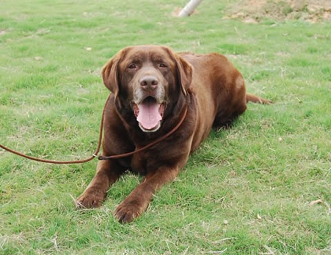 okoldov labrador