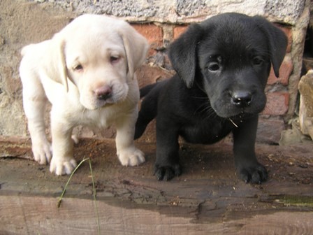 labradorsk retriever s pp