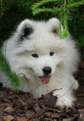 Samojed - tata s PP