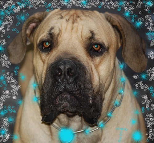 Jihoafrick boerboel s PP