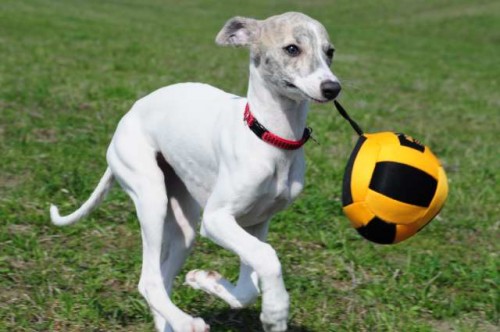 Vipet-whippet-mal anglick chrt