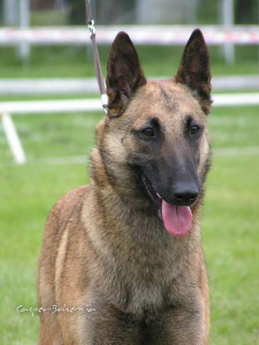 Belgick ovk malinois