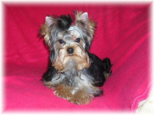 Yorkshire terrier