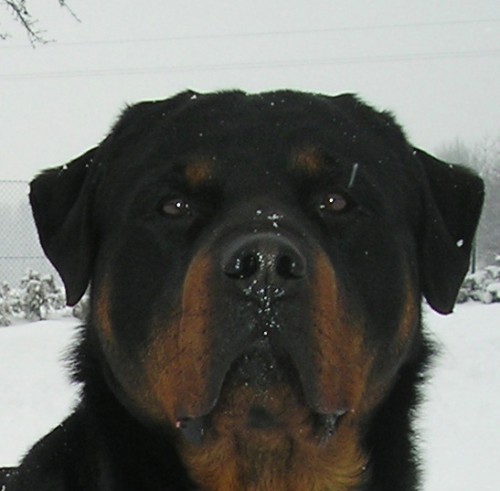 ROTTWEILER/ROTVAJLER TATA s PP