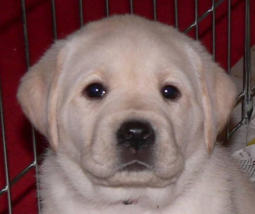 Labrador Retriever s PP (tn)