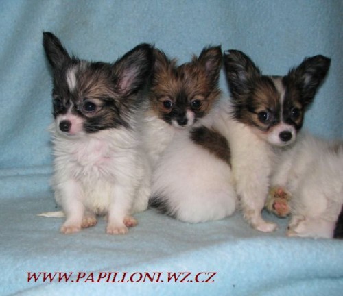 papillon, motlek , papilon