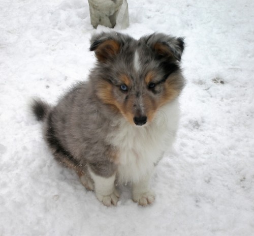 Sheltie