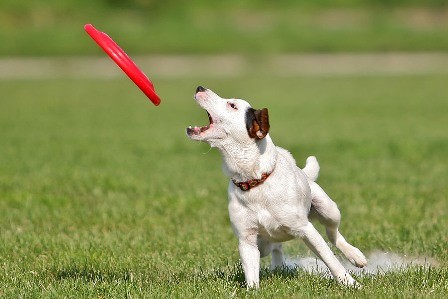 Letn tbor dogfrisbee