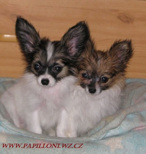 papillon, motlek , papilon