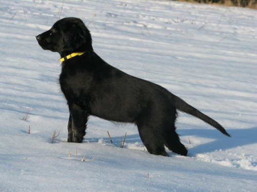 Flat coated retriever s PP - ttka ihned k odbru