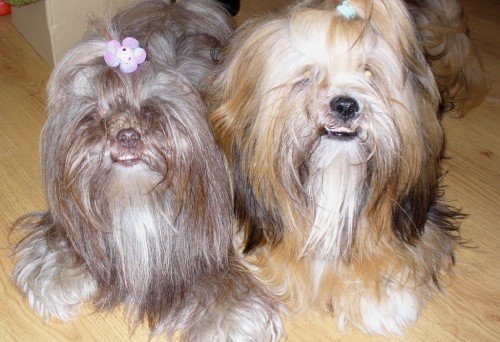 Lhasa Apso kryt