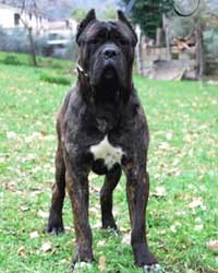 Cane corso - ttka