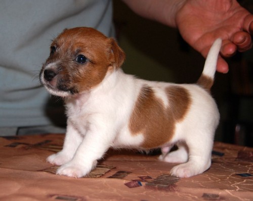 Jack Russell Terrier s PP 