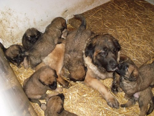 Leonberger