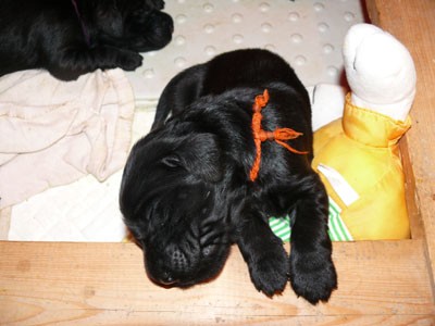 Flat Coated Retriever s PP