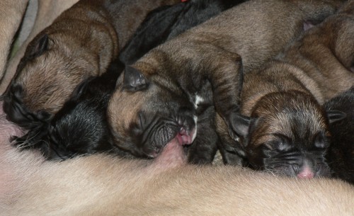 Cane Corso