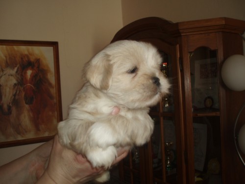 Lhasa apso