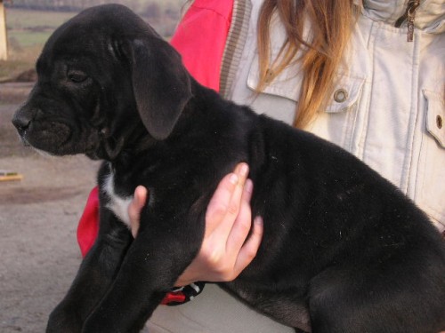 Cane Corso