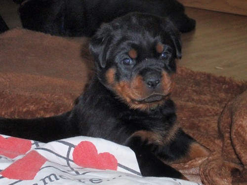 Rottweiler ttka s PP