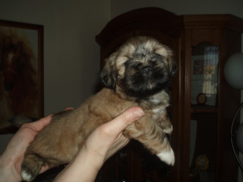 Lhasa apso