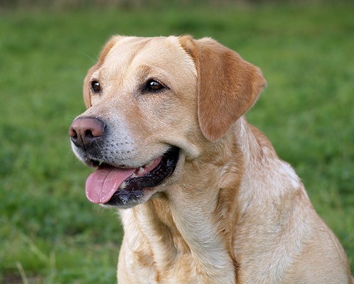 Labrador retriever