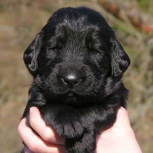 Flat coated retriever ttka s PP