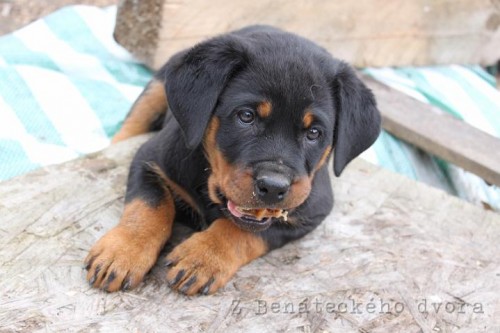 Rottweiler tata