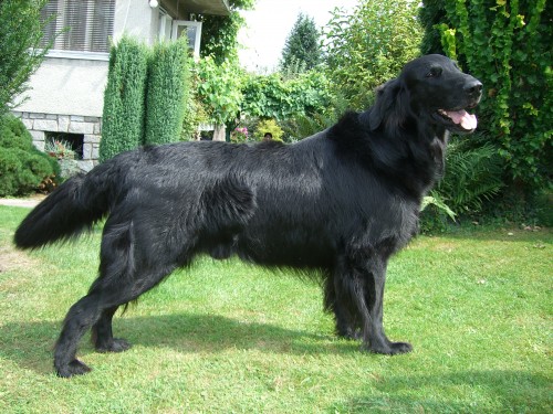 FLAT COATED RETRIEVER s PP