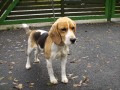 Fenka beagle