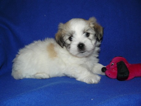 Coton de Tulear