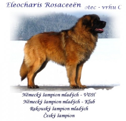 LEONBERGER tata s PP